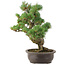 Pinus parviflora, 40 cm, ± 25 ans