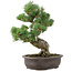 Pinus parviflora, 40 cm, ± 25 Jahre alt