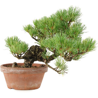 Pinus parviflora, 23 cm, ± 15 jaar oud