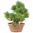 Pinus parviflora, 23 cm, ± 15 ans