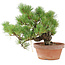 Pinus parviflora, 23 cm, ± 15 años
