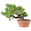 Pinus parviflora, 23 cm, ± 15 ans