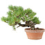 Pinus parviflora, 23 cm, ± 15 Jahre alt