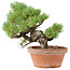 Pinus parviflora, 23 cm, ± 15 ans