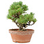 Pinus parviflora, 23 cm, ± 15 years old