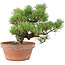 Pinus parviflora, 23 cm, ± 15 jaar oud