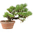 Pinus parviflora, 23 cm, ± 15 ans