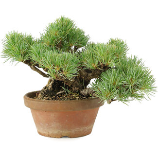 Pinus parviflora, 14 cm, ± 15 años