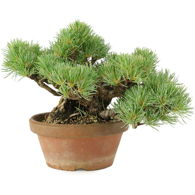 Pinus parviflora, 14 cm, ± 15 anni