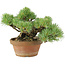 Pinus parviflora, 14 cm, ± 15 years old