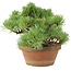Pinus parviflora, 14 cm, ± 15 ans