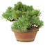 Pinus parviflora, 14 cm, ± 15 jaar oud