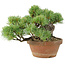 Pinus parviflora, 14 cm, ± 15 jaar oud