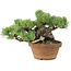 Pinus parviflora, 14 cm, ± 15 jaar oud