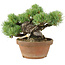 Pinus parviflora, 14 cm, ± 15 anni