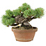 Pinus parviflora, 14 cm, ± 15 ans