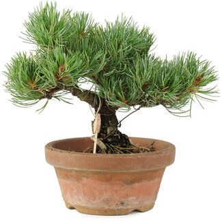 Pinus parviflora, 19 cm, ± 15 years old