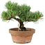 Pinus parviflora, 19 cm, ± 15 jaar oud