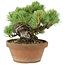 Pinus parviflora, 14 cm, ± 15 years old