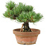 Pinus parviflora, 19 cm, ± 15 years old