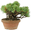 Pinus parviflora, 14 cm, ± 15 jaar oud