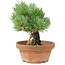 Pinus parviflora, 19 cm, ± 15 jaar oud