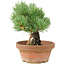 Pinus parviflora, 19 cm, ± 15 Jahre alt