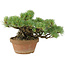 Pinus parviflora, 14 cm, ± 15 Jahre alt