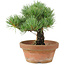 Pinus parviflora, 19 cm, ± 15 jaar oud