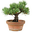 Pinus parviflora, 19 cm, ± 15 anni