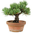 Pinus parviflora, 19 cm, ± 15 jaar oud