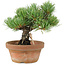 Pinus parviflora, 19 cm, ± 15 years old