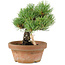 Pinus parviflora, 19 cm, ± 15 Jahre alt