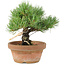 Pinus parviflora, 19 cm, ± 15 anni