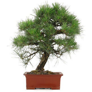 Pinus Thunbergii, 57 cm, ± 25 anni