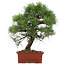 Pinus Thunbergii, 57 cm, ± 25 años