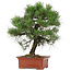 Pinus Thunbergii, 57 cm, ± 25 jaar oud