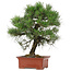 Pinus Thunbergii, 57 cm, ± 25 Jahre alt