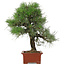 Pinus Thunbergii, 57 cm, ± 25 years old