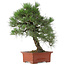 Pinus Thunbergii, 57 cm, ± 25 ans