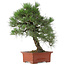 Pinus Thunbergii, 57 cm, ± 25 jaar oud