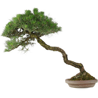 Pinus Thunbergii, 63 cm, ± 30 jaar oud