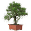 Pinus Thunbergii, 57 cm, ± 25 ans