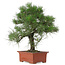 Pinus Thunbergii, 57 cm, ± 25 jaar oud
