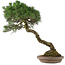 Pinus Thunbergii, 63 cm, ± 30 ans, dans un pot japonais fait main