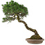 Pinus Thunbergii, 63 cm, ± 30 jaar oud, in een handgemaakte Japanse pot