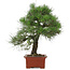 Pinus Thunbergii, 57 cm, ± 25 años
