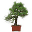 Pinus Thunbergii, 57 cm, ± 25 ans