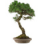 Pinus Thunbergii, 63 cm, ± 30 years old, in a handmade Japanese pot