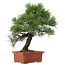 Pinus Thunbergii, 57 cm, ± 25 ans